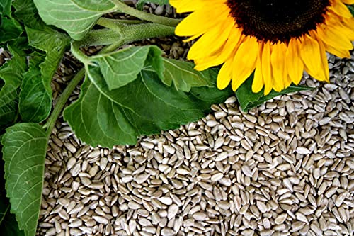 Futterbauer 2 X 10 Kg Sonnenblumenkerne Geschält Vogelfutter